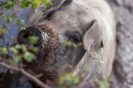 Auch ein Schwein verdient soziale Verantwortung – auf den Südtiroler Bauernhöfen mit dem Qualitätssiegel „Roter Hahn“ sind die aufgezogenen Tiere keine Nummer, sondern erhalten den Respekt, der ihnen gebührt