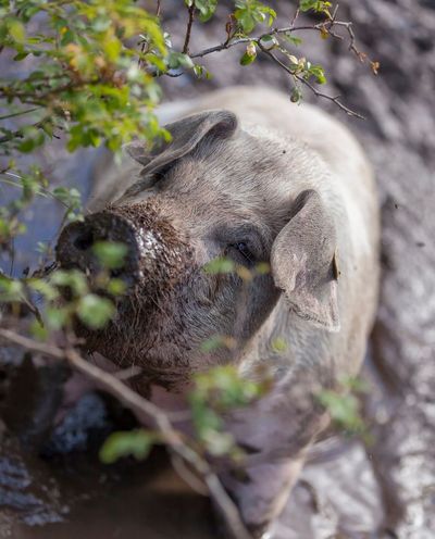 Auch ein Schwein verdient soziale Verantwortung – auf den Südtiroler Bauernhöfen mit dem Qualitätssiegel „Roter Hahn“ sind die aufgezogenen Tiere keine Nummer, sondern erhalten den Respekt, der ihnen gebührt