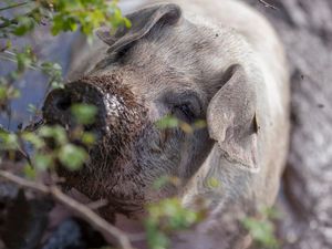 Auch ein Schwein verdient soziale Verantwortung – auf den Südtiroler Bauernhöfen mit dem Qualitätssiegel „Roter Hahn“ sind die aufgezogenen Tiere keine Nummer, sondern erhalten den Respekt, der ihnen gebührt Auch ein Schwein verdient soziale Verantwortung – auf den Südtiroler Bauernhöfen mit dem Qualitätssiegel „Roter Hahn“ sind die aufgezogenen Tiere keine Nummer, sondern erhalten den Respekt, der ihnen gebührt