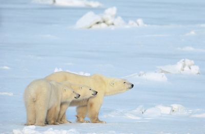 Die Bilder von Norbert Rosing von einer Eisbaerenmutter mit ihren Jungen gingen um die ganze Welt
