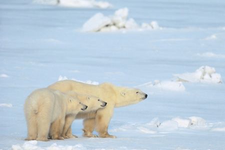 Die Bilder von Norbert Rosing von einer Eisbaerenmutter mit ihren Jungen gingen um die ganze Welt
