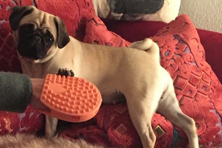 Auch unserm Redaktions-Mops Adele ist nicht klar wie sie online gepflegt und gewaschen werden soll