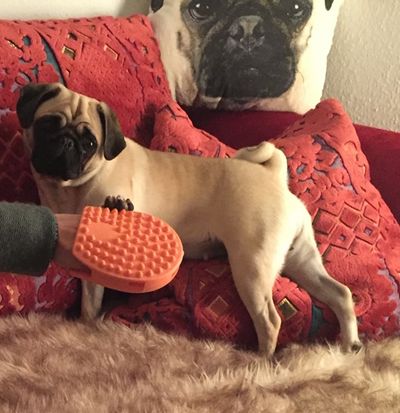 Auch unserm Redaktions-Mops Adele ist nicht klar wie sie online gepflegt und gewaschen werden soll