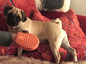 Auch unserm Redaktions-Mops Adele ist nicht klar wie sie online gepflegt und gewaschen werden soll