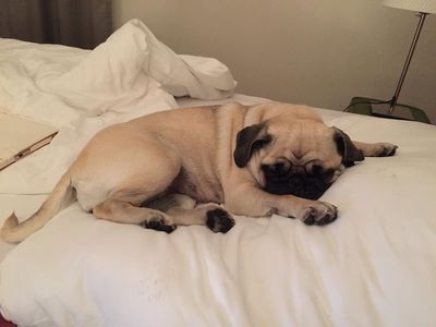 Der Reise Mops Adele hat schon in sehr vielen Hotelbetten gelegen