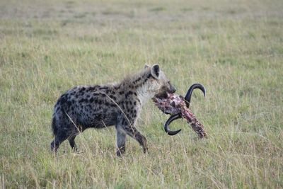 Reisen Kenia Hyaene Masai Mara Reisen Kenia Hyaene Masai Mara