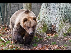 Braunbär Rocco lebt seit 2019 im BÄRENWALD Müritz. Zuvor wurde er in einem winzigen Käfig in Albanien als Haustier gehalten