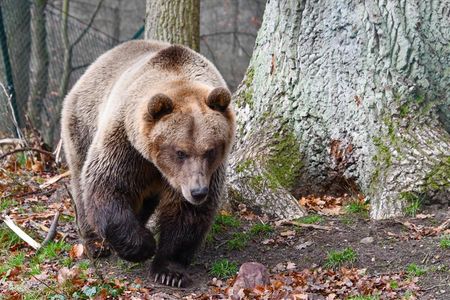 Braunbär Rocco lebt seit 2019 im BÄRENWALD Müritz. Zuvor wurde er in einem winzigen Käfig in Albanien als Haustier gehalten