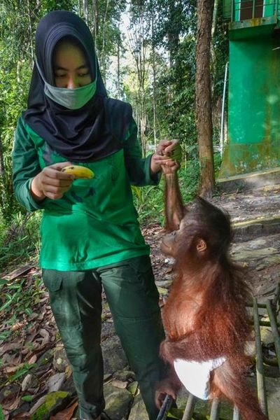 Rettung fuer Orang-Utan-Baby