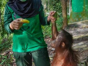 Rettung fuer Orang-Utan-Baby