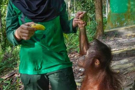 Rettung fuer Orang-Utan-Baby