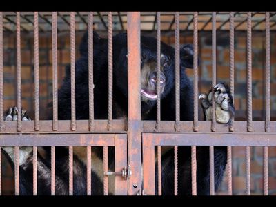Obwohl auf der Baerenfarm in der Provinz Binh Duong insgesamt 18 Kragenbaeren leben konnte VIER PFOTEN vorerst nur sechs Tiere retten