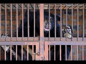 Obwohl auf der Baerenfarm in der Provinz Binh Duong insgesamt 18 Kragenbaeren leben konnte VIER PFOTEN vorerst nur sechs Tiere retten