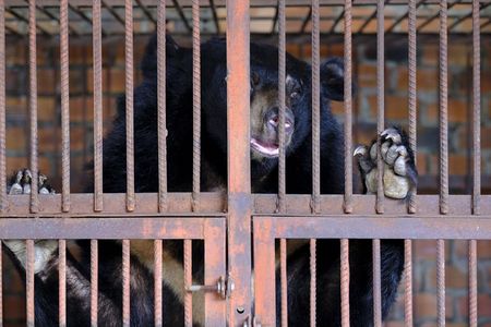 Obwohl auf der Baerenfarm in der Provinz Binh Duong insgesamt 18 Kragenbaeren leben konnte VIER PFOTEN vorerst nur sechs Tiere retten
