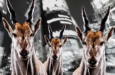 Urban Anmials Hirsche