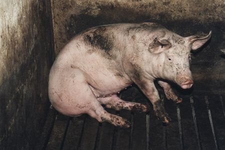 Eingepfercht im Einzelkaefig, kuenstliche Besamung, knapp vier Monate traechtig, Abferkeln, Saeugen– und dann alles wieder von vorn: So sieht das Leben einer Zuchtsau aus