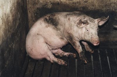 Eingepfercht im Einzelkaefig, kuenstliche Besamung, knapp vier Monate traechtig, Abferkeln, Saeugen– und dann alles wieder von vorn: So sieht das Leben einer Zuchtsau aus
