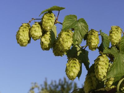 Essen und Trinken Bad Goegging Hopfen