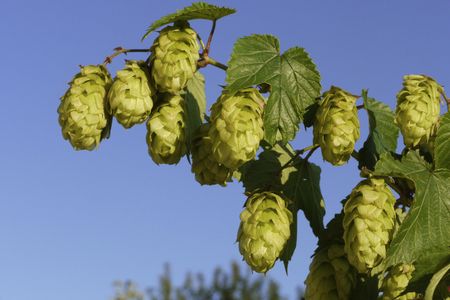 Essen und Trinken Bad Goegging Hopfen