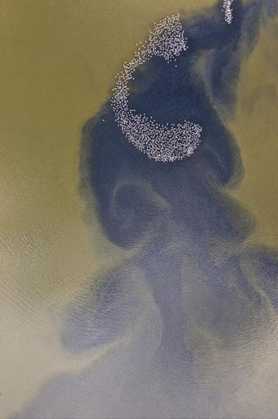 Spazierengehende Flamingos - Natur-Fotografien des Künstlers Héctor Garrido