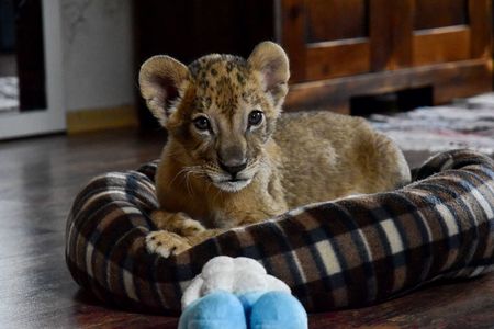 VIER PFOTEN hat zwei Loewenbabys gerettet