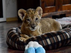 VIER PFOTEN hat zwei Loewenbabys gerettet VIER PFOTEN hat zwei Loewenbabys gerettet