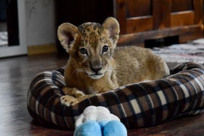 VIER PFOTEN hat zwei Loewenbabys gerettet