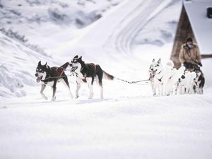 Flauschiges Winterabenteuer – bereits seit der Saison 2021/22 gehen Urlauber in St. Anton am Arlberg/Tirol mit Huskys auf Tour Flauschiges Winterabenteuer – bereits seit der Saison 2021/22 gehen Urlauber in St. Anton am Arlberg/Tirol mit Huskys auf Tour