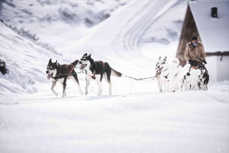 Flauschiges Winterabenteuer – bereits seit der Saison 2021/22 gehen Urlauber in St. Anton am Arlberg/Tirol mit Huskys auf Tour