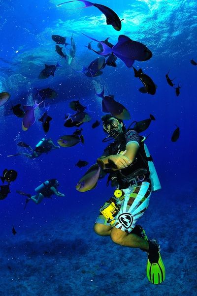 Reisen Tahiti Tauchen Reisen Tahiti Tauchen