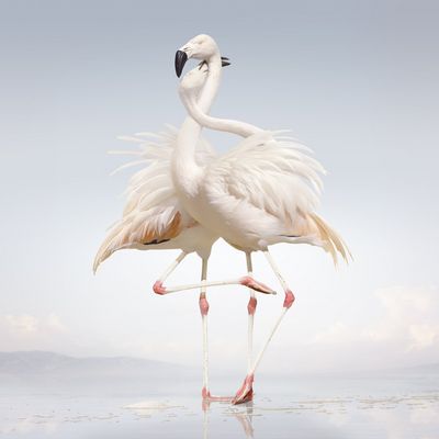 Rustie veroeffentlicht Album Green Language