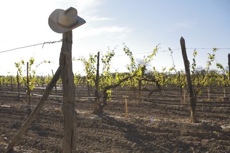 Weingut Texas Cowboyhut
