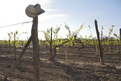 Weingut Texas Cowboyhut