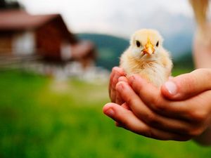 Verantwortung gegenüber kleinen Lebewesen lernen Kinder im Frühling auf den Südtiroler „Roter Hahn“-Bauernhöfen Verantwortung gegenüber kleinen Lebewesen lernen Kinder im Frühling auf den Südtiroler „Roter Hahn“-Bauernhöfen