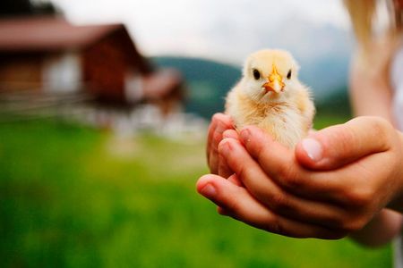 Verantwortung gegenüber kleinen Lebewesen lernen Kinder im Frühling auf den Südtiroler „Roter Hahn“-Bauernhöfen