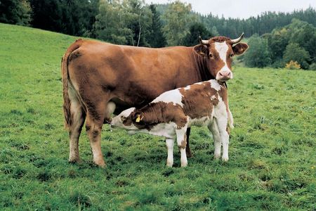 Ratgeber von VIER PFOTEN: Tierschutzprobleme bei Milchprodukten  Informationen und Alternativen für einen Konsum mit weniger Tierleid