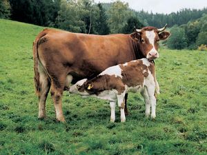 Ratgeber von VIER PFOTEN: Tierschutzprobleme bei Milchprodukten Informationen und Alternativen für einen Konsum mit weniger Tierleid Ratgeber von VIER PFOTEN: Tierschutzprobleme bei Milchprodukten Informationen und Alternativen für einen Konsum mit weniger Tierleid