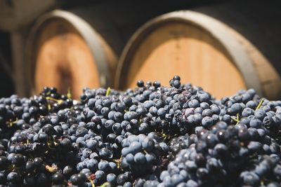 Weingut Texas Trauben und Weinfaesser