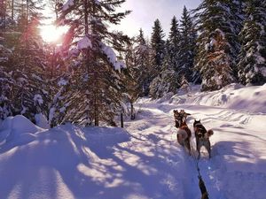 Flauschiges Winterabenteuer – in der Saison 2021/22 gehen Urlauber in St. Anton am Arlberg/Tirol erstmals mit Huskys auf Tour