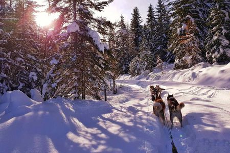 Flauschiges Winterabenteuer – in der Saison 2021/22 gehen Urlauber in St. Anton am Arlberg/Tirol erstmals mit Huskys auf Tour
