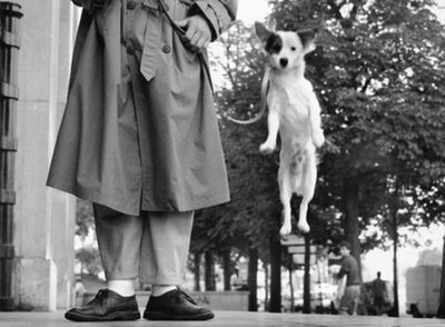 Elliott Erwitt's Dogs
