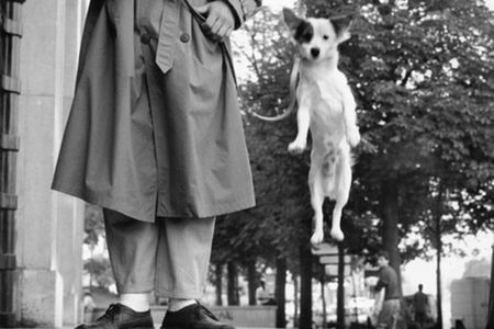 Elliott Erwitt's Dogs