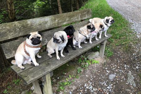 Der GFDK Redaktionsmops Adele und ihre Freunde sind nicht in die Fänge von illegalen Hunde-Händlern geraten