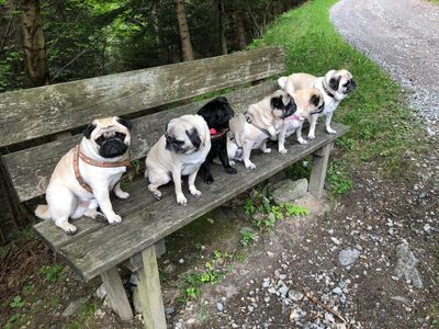Der GFDK Redaktionsmops Adele und ihre Freunde sind nicht in die Fänge von illegalen Hunde-Händlern geraten