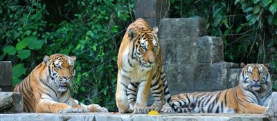Rund 250 Tiger leben derzeit noch in freier Wildbahn, vorwiegend auf dem Festland Malaysias