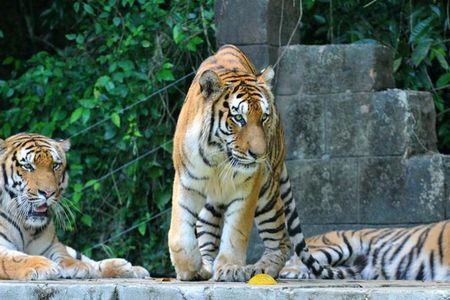 Rund 250 Tiger leben derzeit noch in freier Wildbahn, vorwiegend auf dem Festland Malaysias