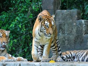 Rund 250 Tiger leben derzeit noch in freier Wildbahn, vorwiegend auf dem Festland Malaysias Rund 250 Tiger leben derzeit noch in freier Wildbahn, vorwiegend auf dem Festland Malaysias