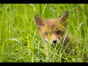 Unsere heimischen Wildtiere haben jetzt Nachwuchs
