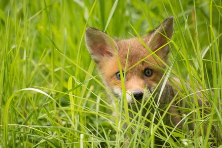 Unsere heimischen Wildtiere haben jetzt Nachwuchs