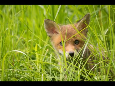 Unsere heimischen Wildtiere haben jetzt Nachwuchs